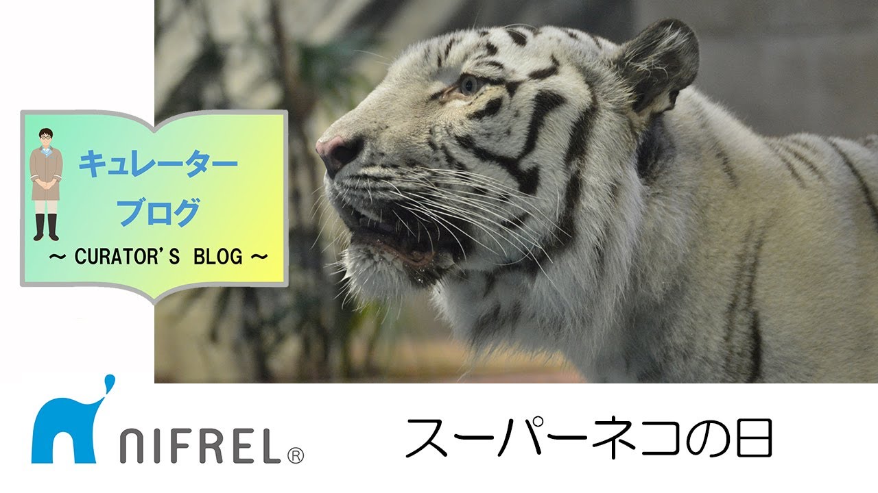 【ニフレル】キュレーターブログ2022年2月22日号用動画「スーパーネコの日」