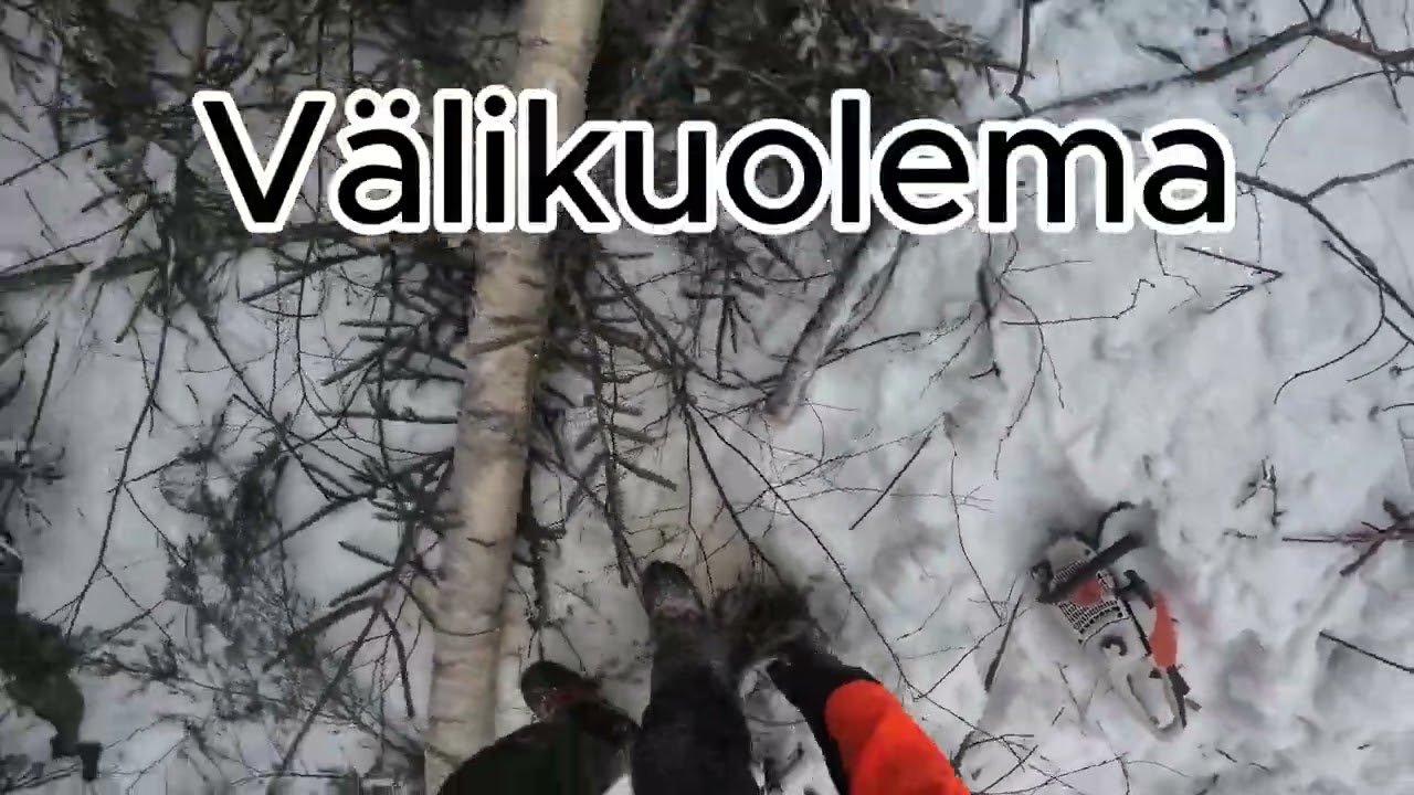 Ei saisi kipeaänä tehdä hommia... Puunkaatoa, aseena ms 201.