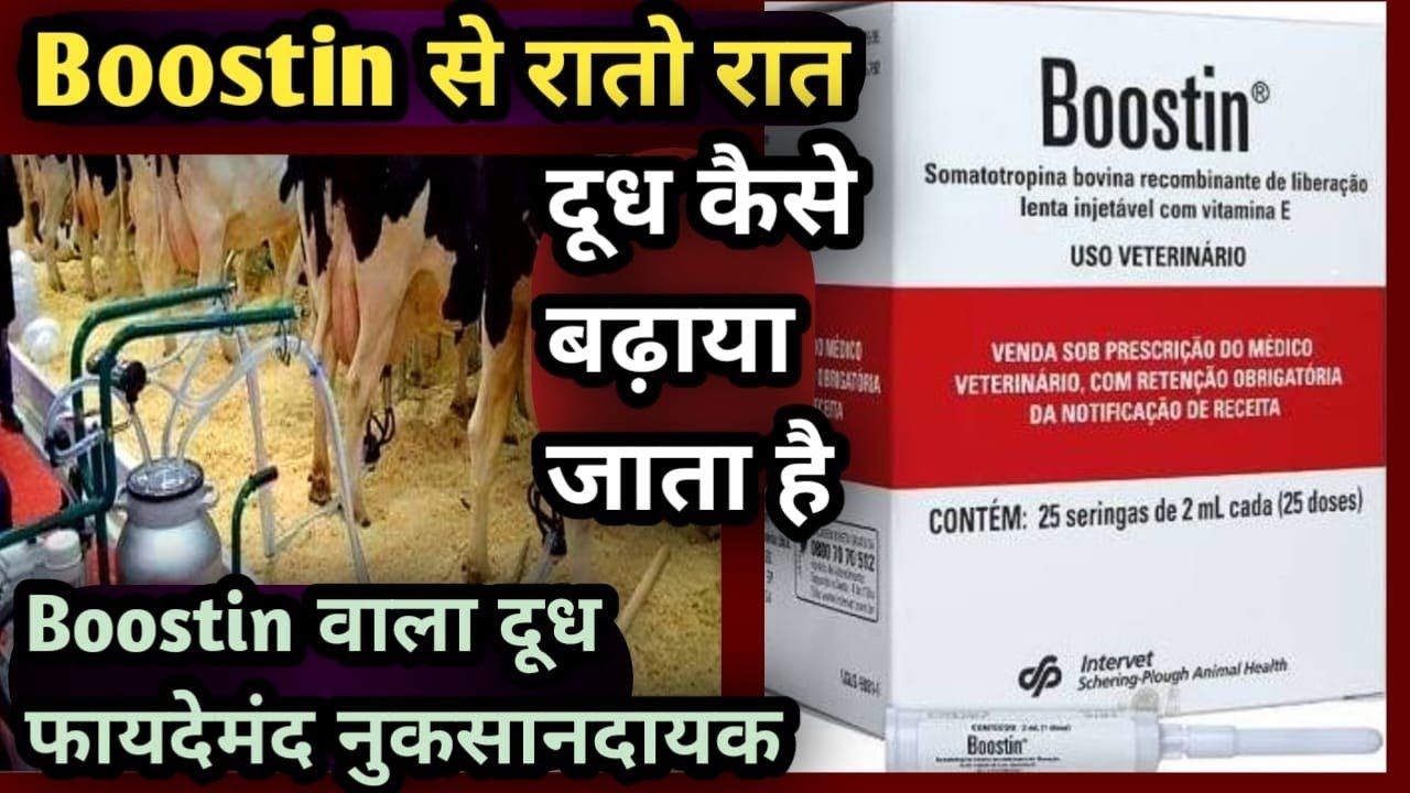Use of #Boostin इससे रातों-रात पशुओं का दूध कैसे बढ़ाया जाता है?||क्या घातक नुकसानदायक