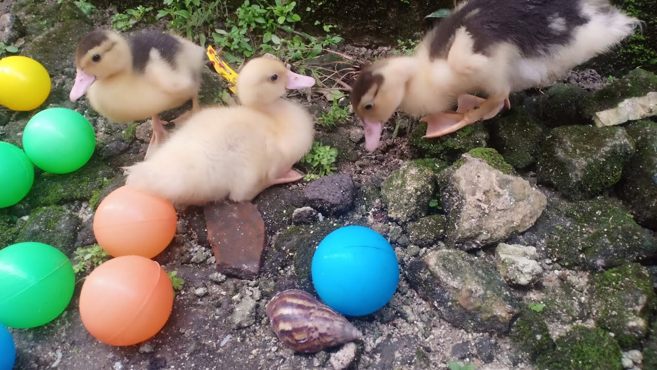 Yuk Bermain Dengan Bebek 🦆Lucu,bebek menangkap siput,bebek mencari siput 