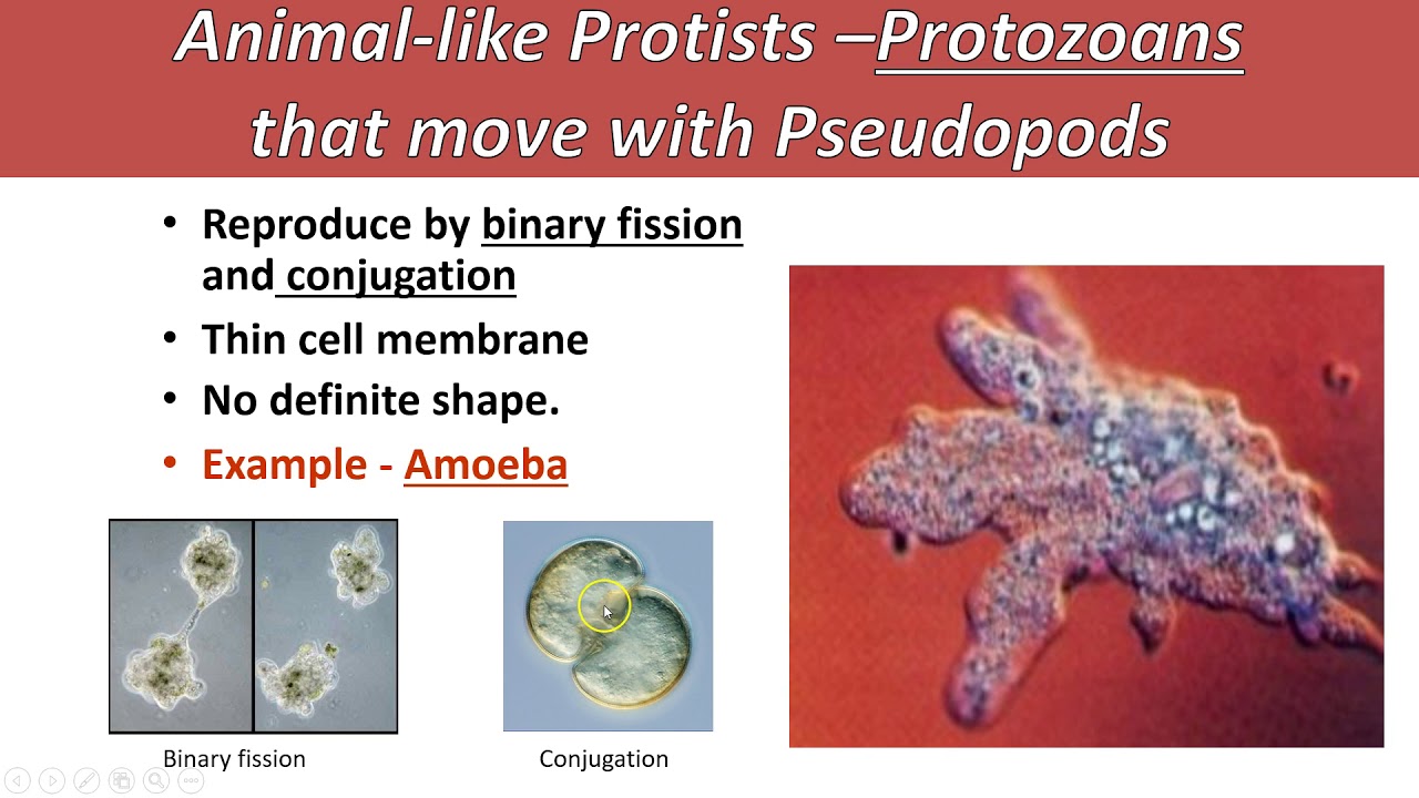 Protists