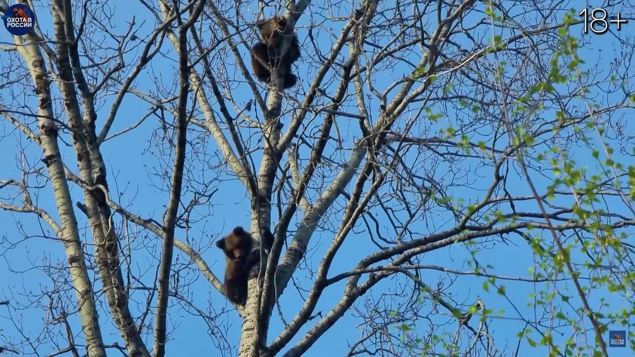 Жуткий случай. Медведица и три медвежонка. Охотник будет стрелять?