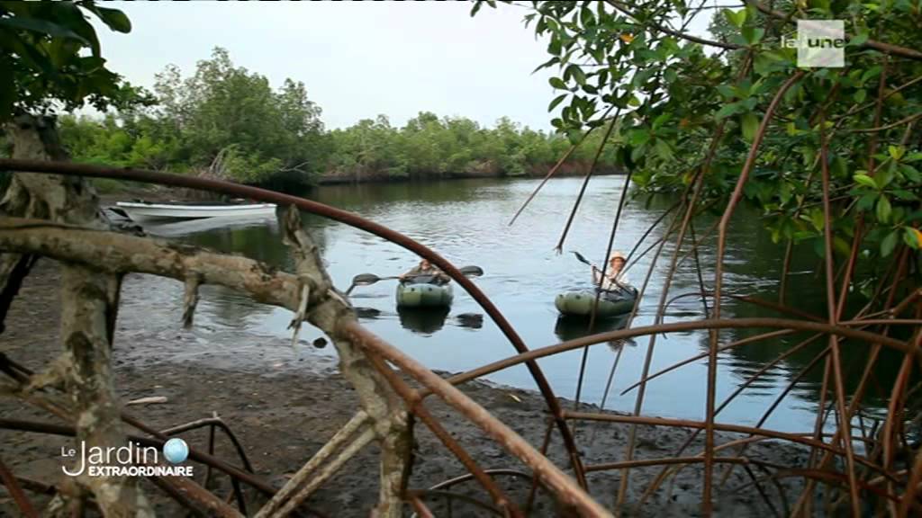 Le Jardin Extraordinaire RTBF 1 - Les mystères du fleuve Congo - chutes de Zongo - Mangrove