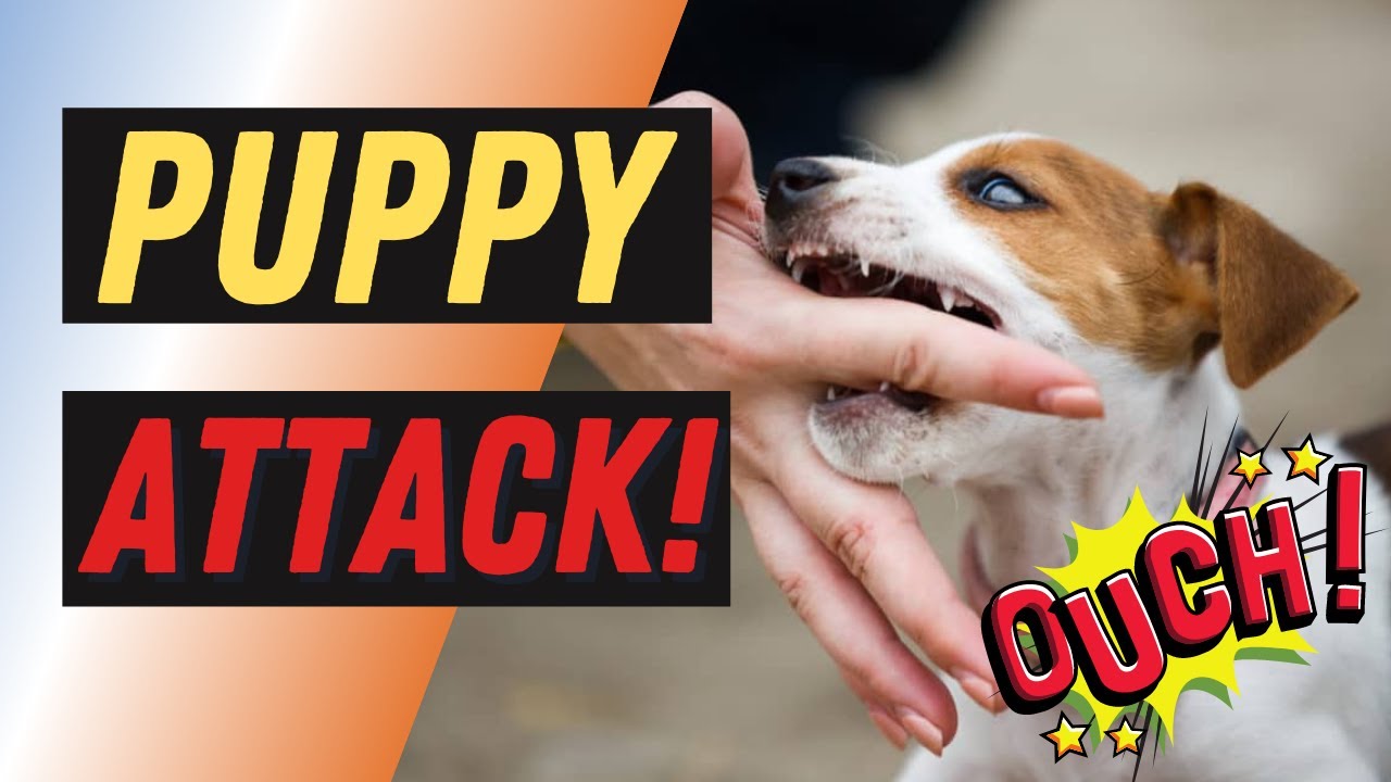 Resource Guarding in Puppies: When Your Puppy Biting Seems Aggressive #82