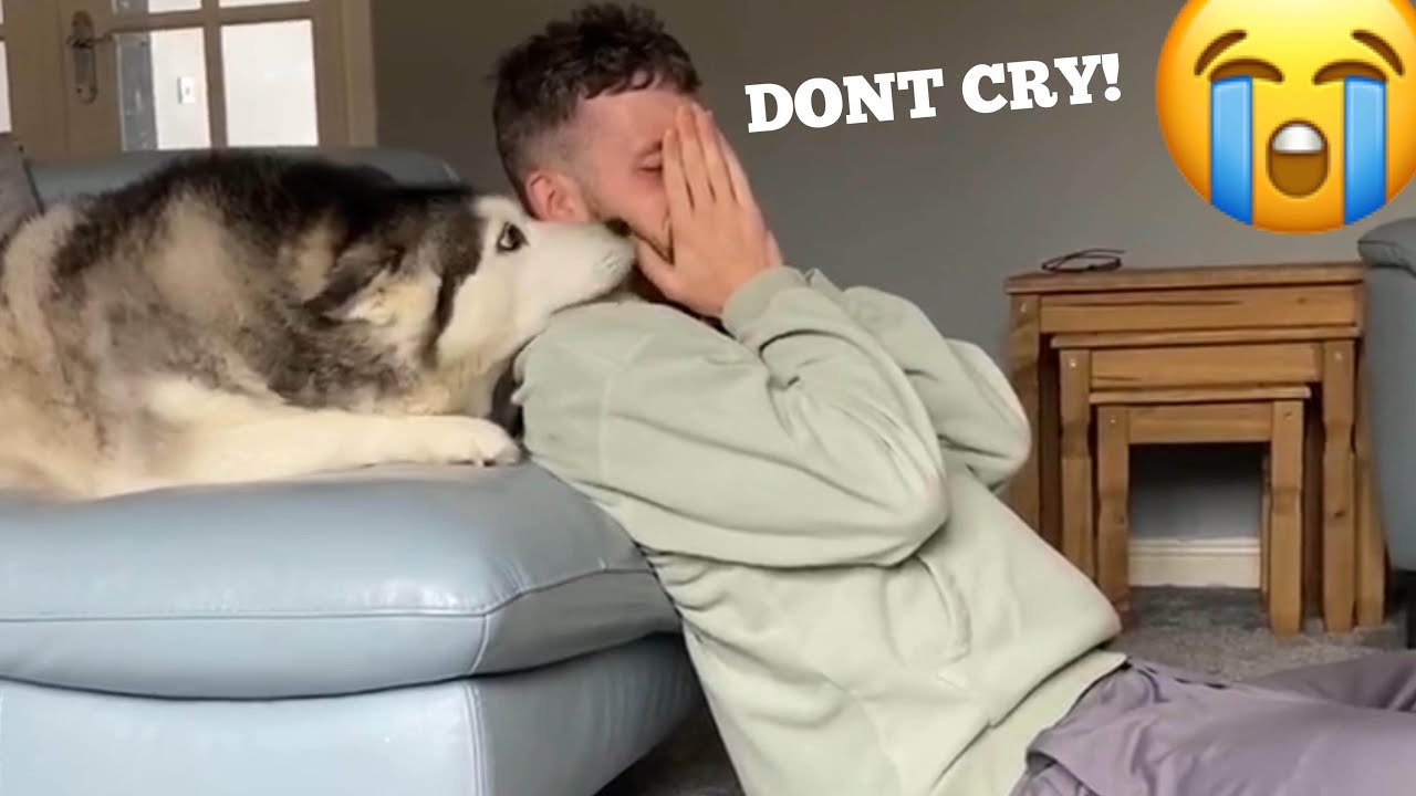 Huskies Beautiful Reaction When Baby Smacks Me! [CUTEST REACTIONN!]