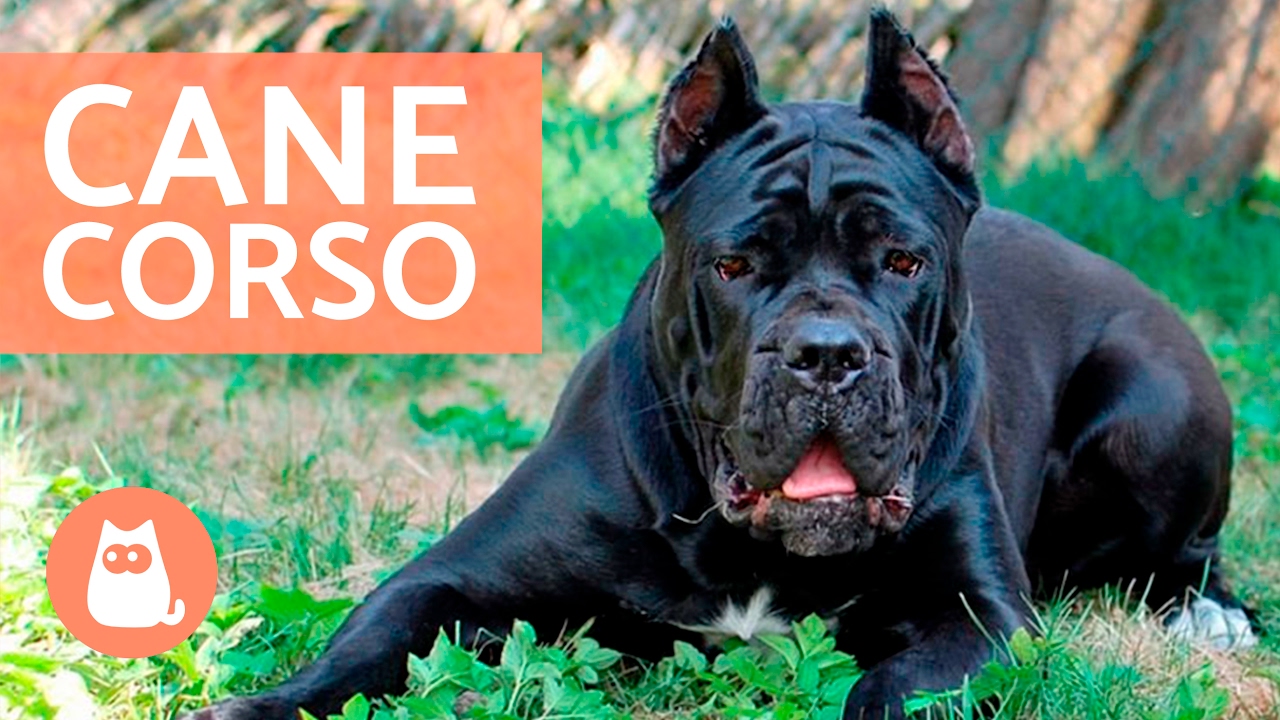 Cane corso - Caracter&iacute;sticas y adiestramiento del CANE CORSO