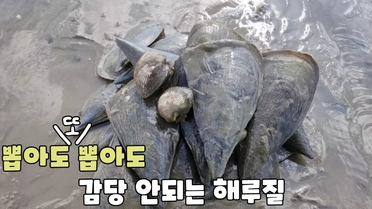 키조개가 너무많아 감당 안되는 해루질?! 대부도맛집 +먹방