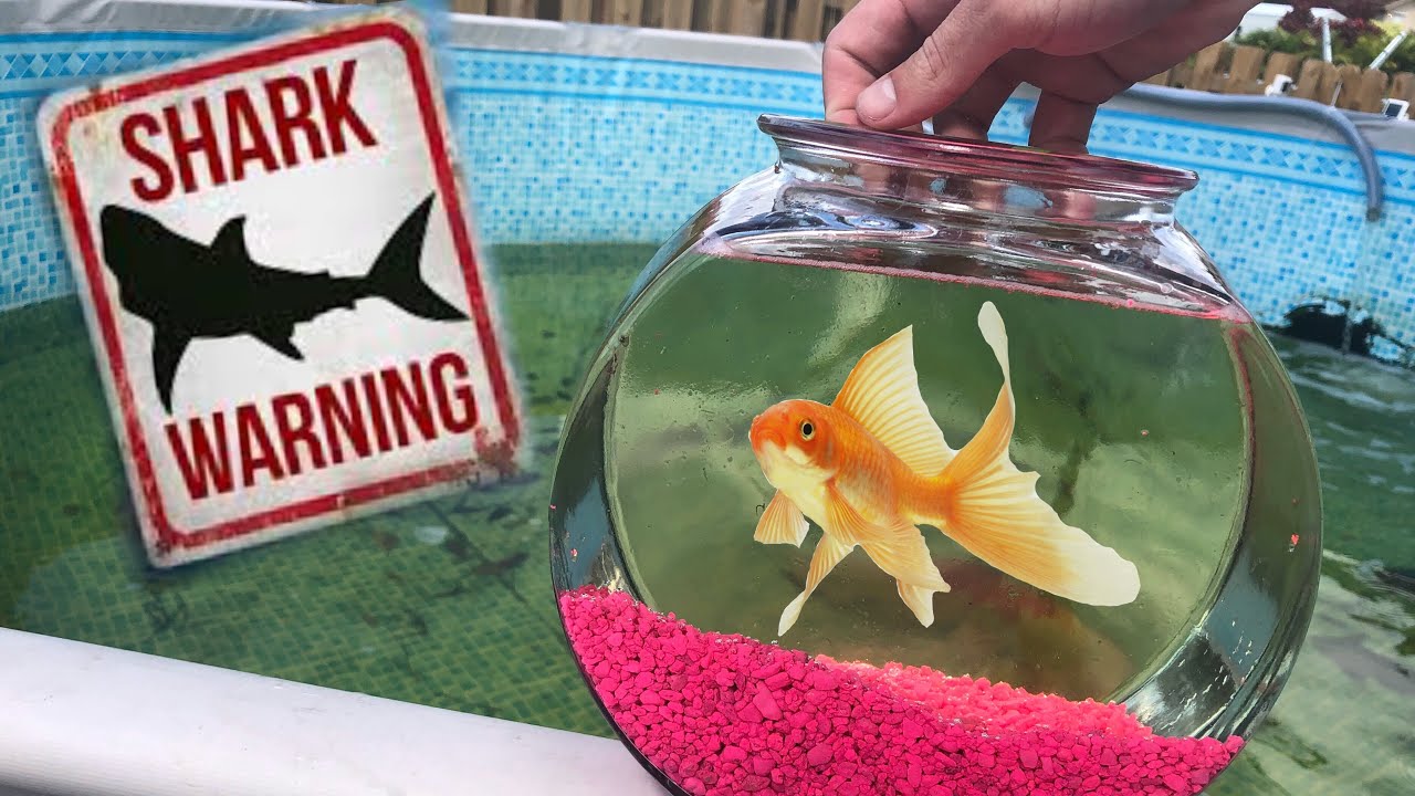 NEW PET EATEN by JAWS!!