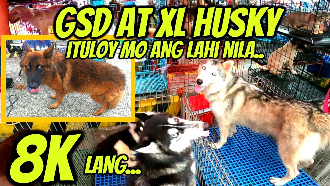 MURANG XL HUSKY, MAY BREEDER KANA.. / GERMAN SHEPHERD MAGANDA'NG LAHI..