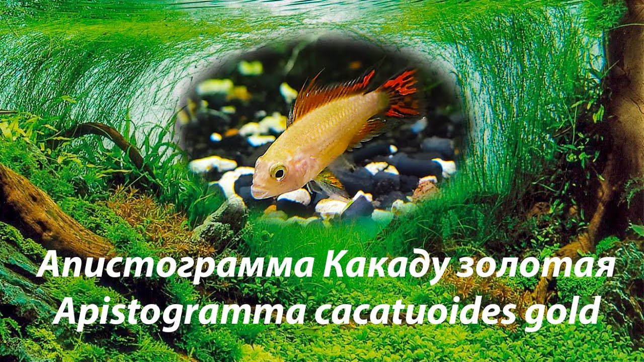 Апистограмма Какаду золотая (Apistogramma cacatuoides gold) - ухаживания, нерест, молодые, взрослые.