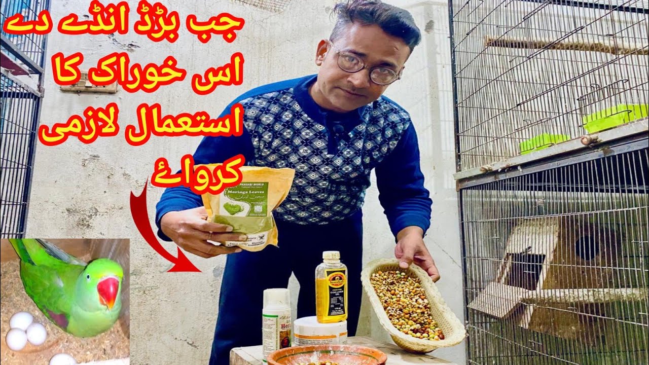 Raw Parrot Breeding Tips | Raw Parrot Breeding Formula | Ringneck Parrot Breeding Formula 