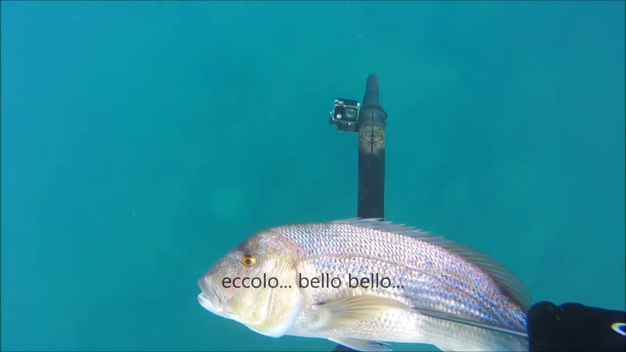 pesca in apnea: DENTICE... tiro lunghissimo... e altro...