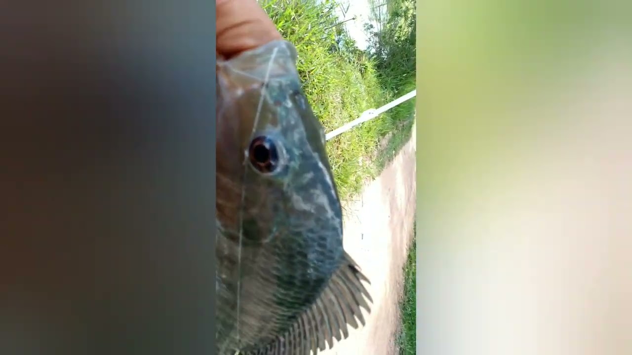 Como pescar tilapia com pele de frango.só as brutas.