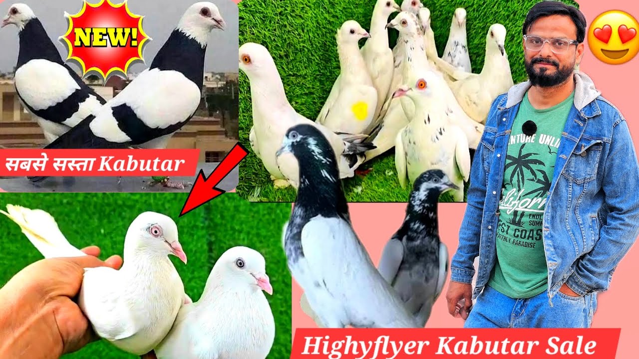 Sourav Bhai Ke High Flyer Kabutar 🤩 Kabutar wali video 💀🕊️ 