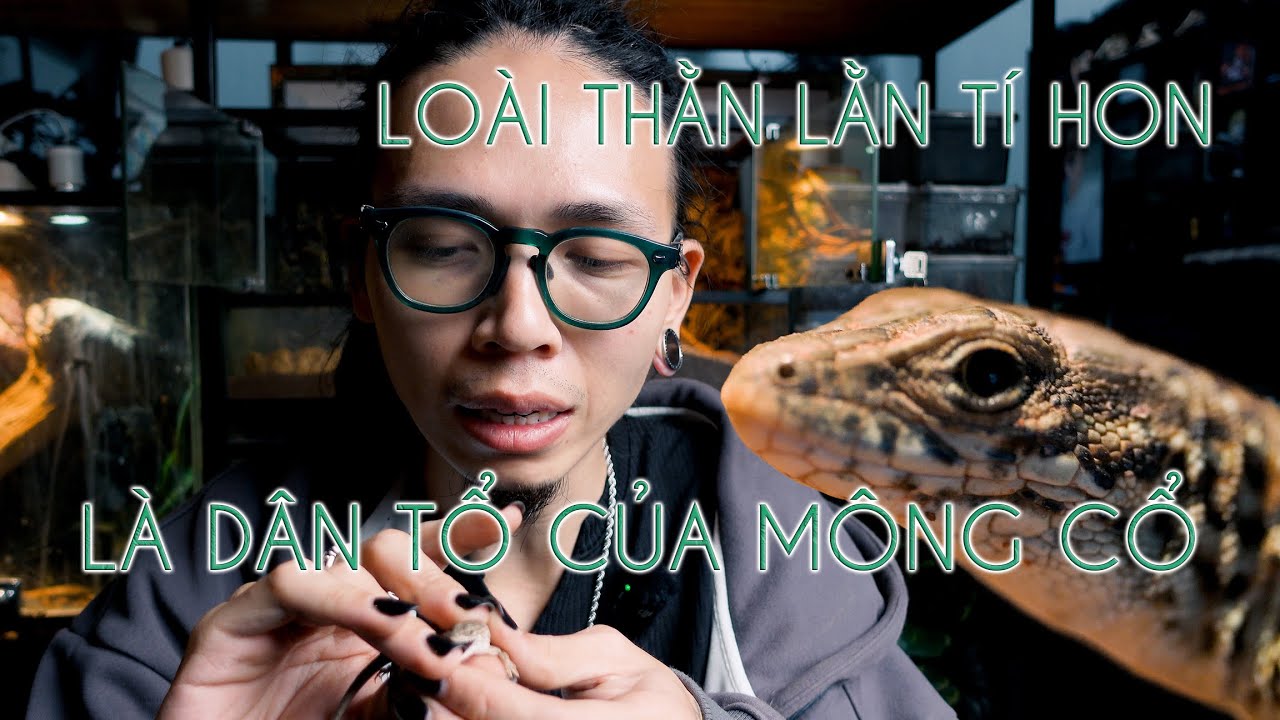 Thằn lằn dân tổ của Mông Cổ - Mongolia racerunner | WILDVN TV