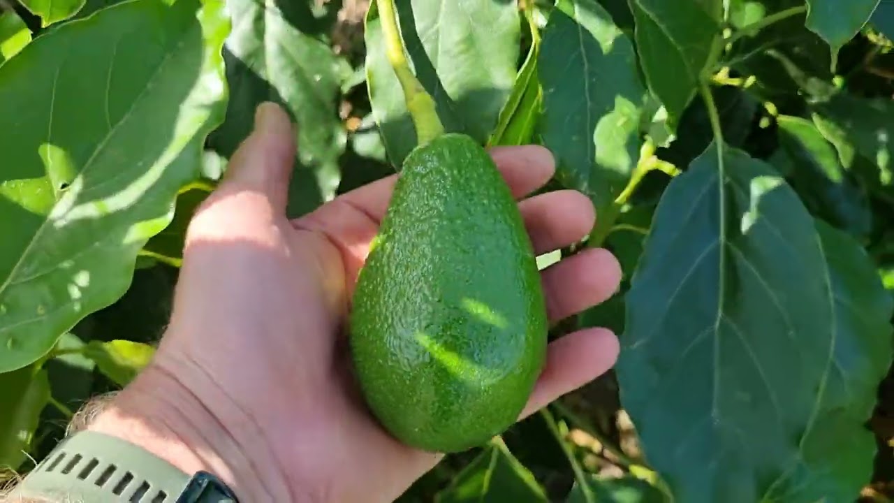 Pinkerton Avocado Tree 7 Month Update With Fruit Set!