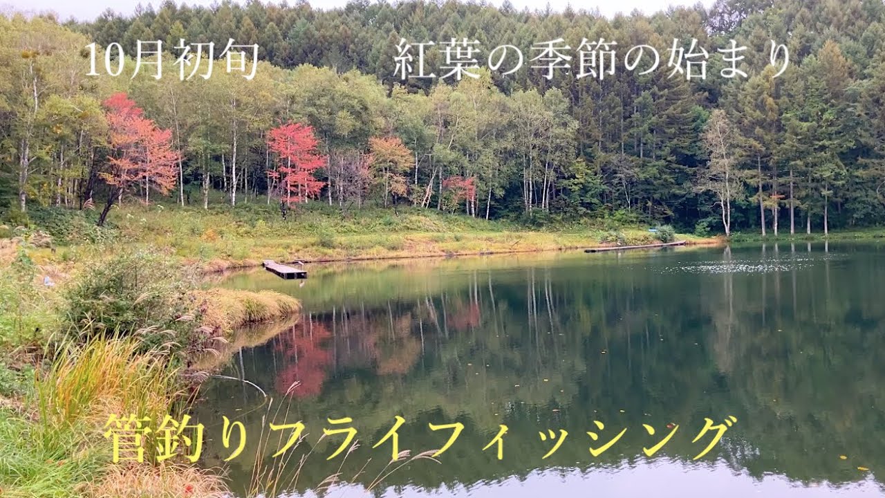 紅葉の季節の始り霧雨の中ドライフライで釣れたでしょうか？ #フライフィッシング #管釣りフライ #flyfishing