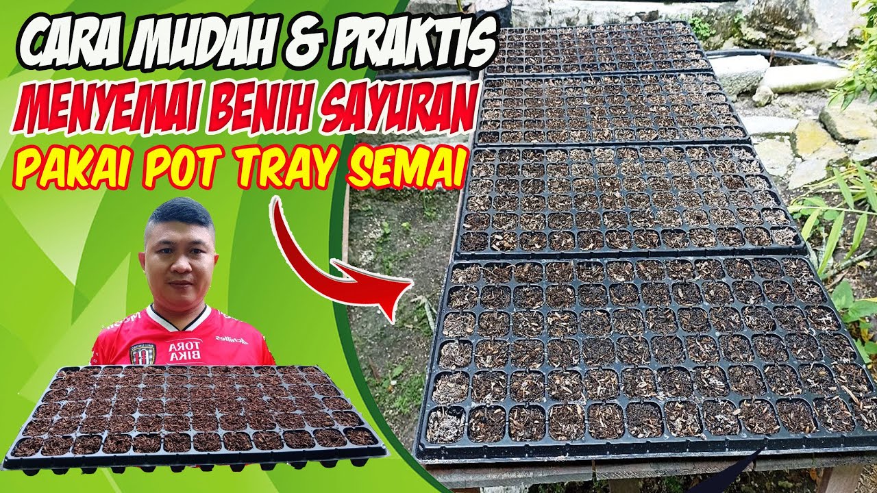 Cara Menyemai Benih Sayuran di Pot Tray