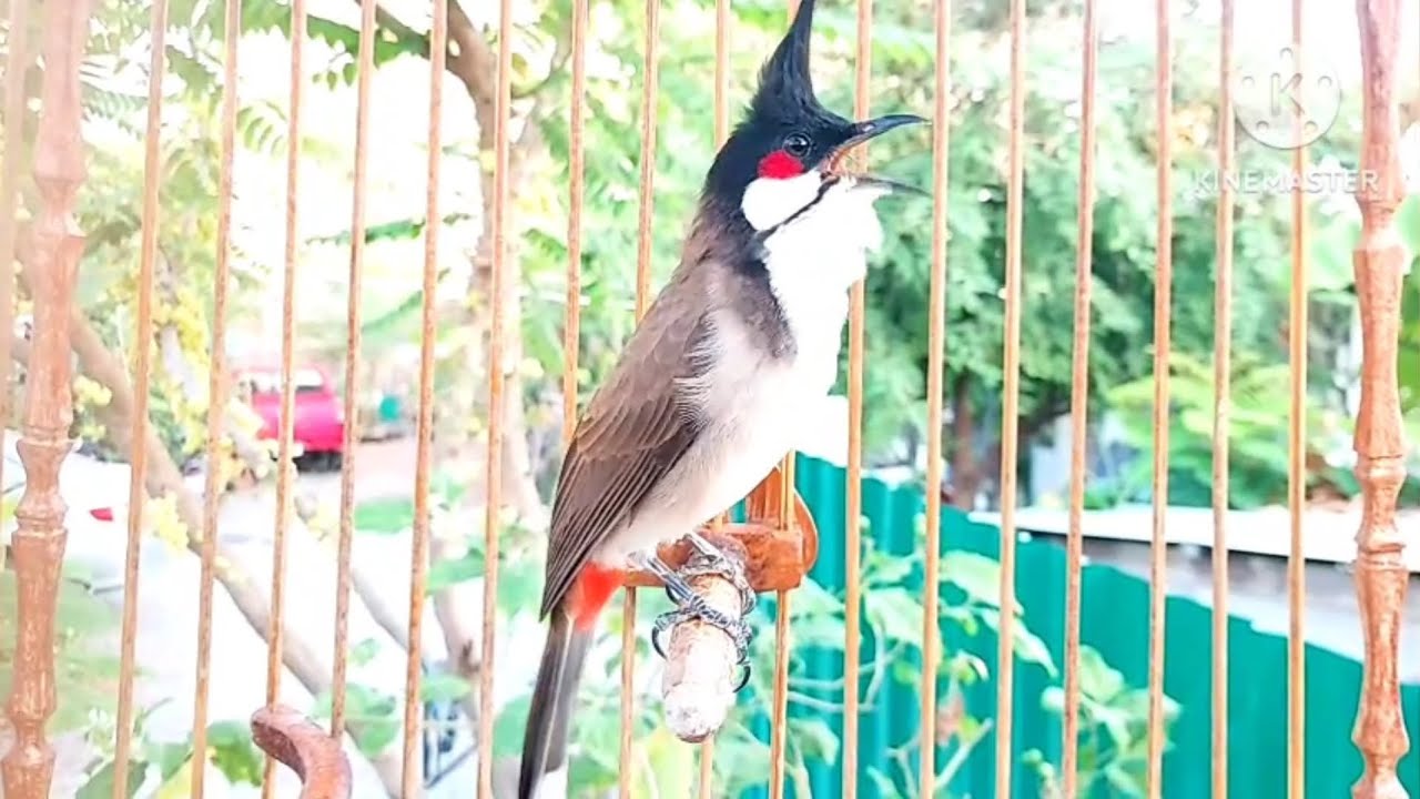 นกกรงหัวจุก จ้าวมีโชค #birds #chaomao #cute #bulbulbird #animals #jambul #nature 
