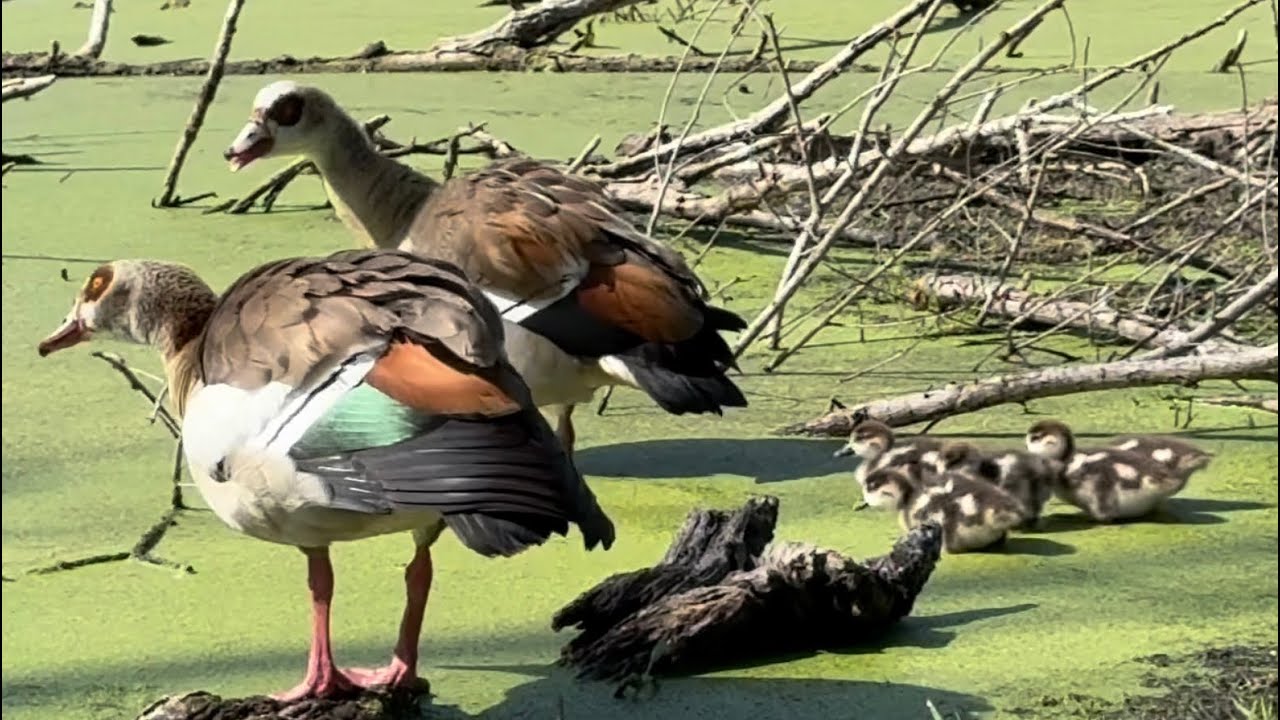 Surprised to See this Egyptian Goose Family in Late Summer. Goslings Eating Duckweed, Goose Callings