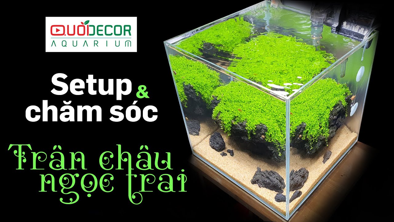 Bí quyết setup và chăm sóc hồ thuỷ sinh trân châu ngọc trai xanh mướt - Quoidecor