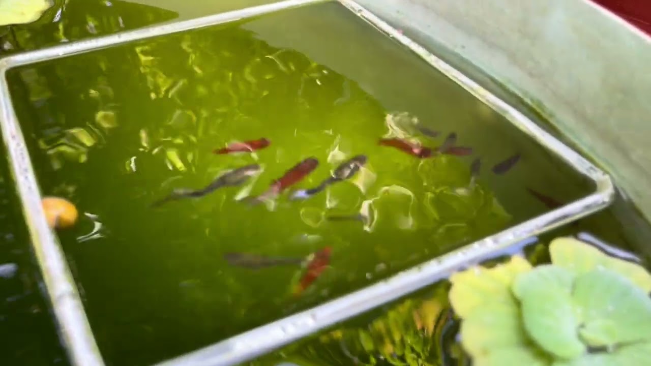 Cá đẻ con