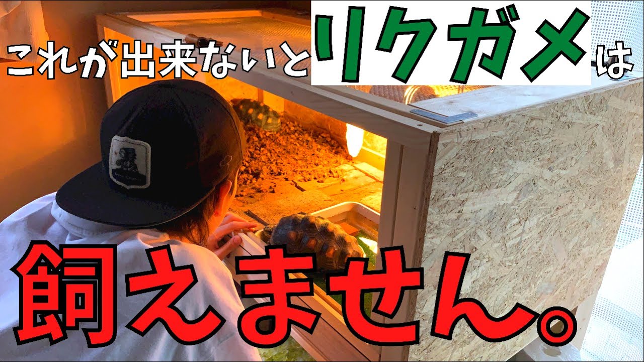 【爬虫類飼育】リクガメを飼うか悩んでるあなたへ。アカアシガメ飼育記録#12  月1のメンテナンス！