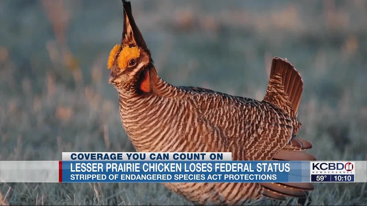 Lesser Prairie Chicken loses federal protection