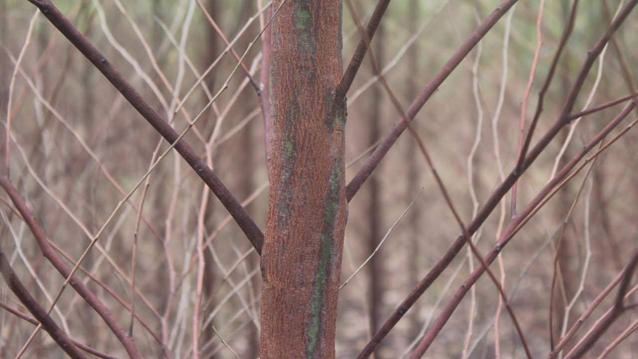 Yielding Big From Growing Eucalyptus Trees in Uganda 🇺🇬 Prt 3. Okulima Kalitunsi Mu Uganda