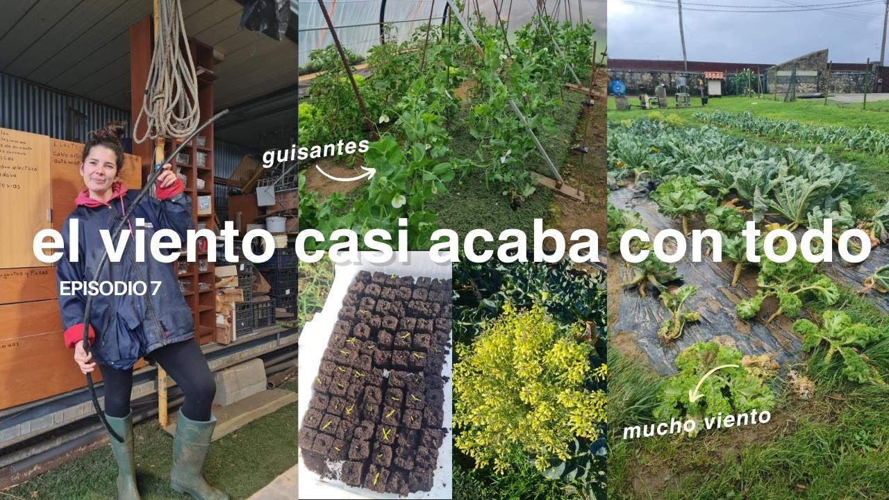 El viento casi acaba con nuestra huerta🌬🌬🌬🥦👩‍🌾♥️