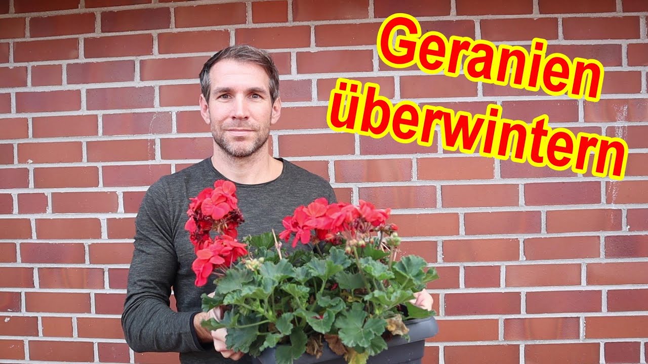 Geranien &uuml;berwintern im Topf Tipps & Anleitung / Geranien &Uuml;berwinterung - Wann, wie, wo! uvm.