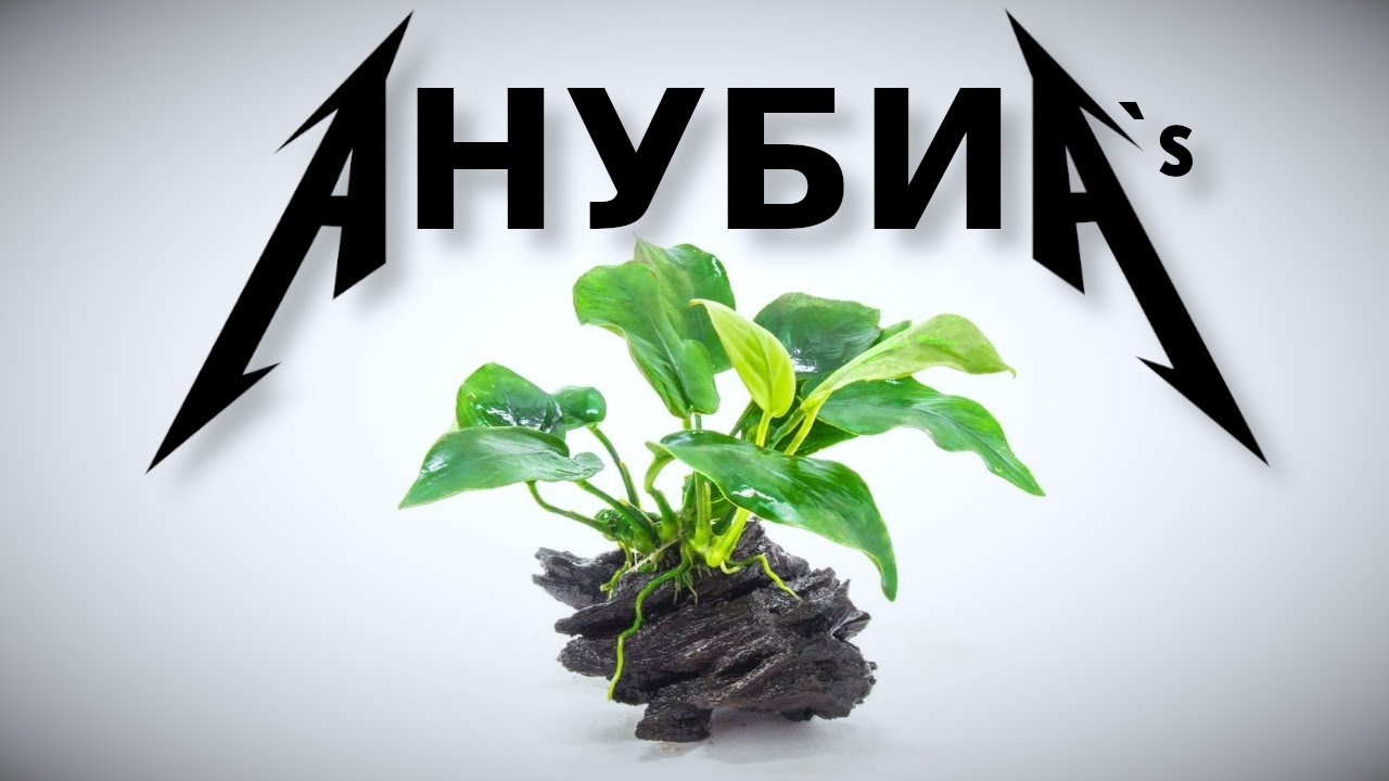 Сажаем Анубиасы и содержим их в чистоте!