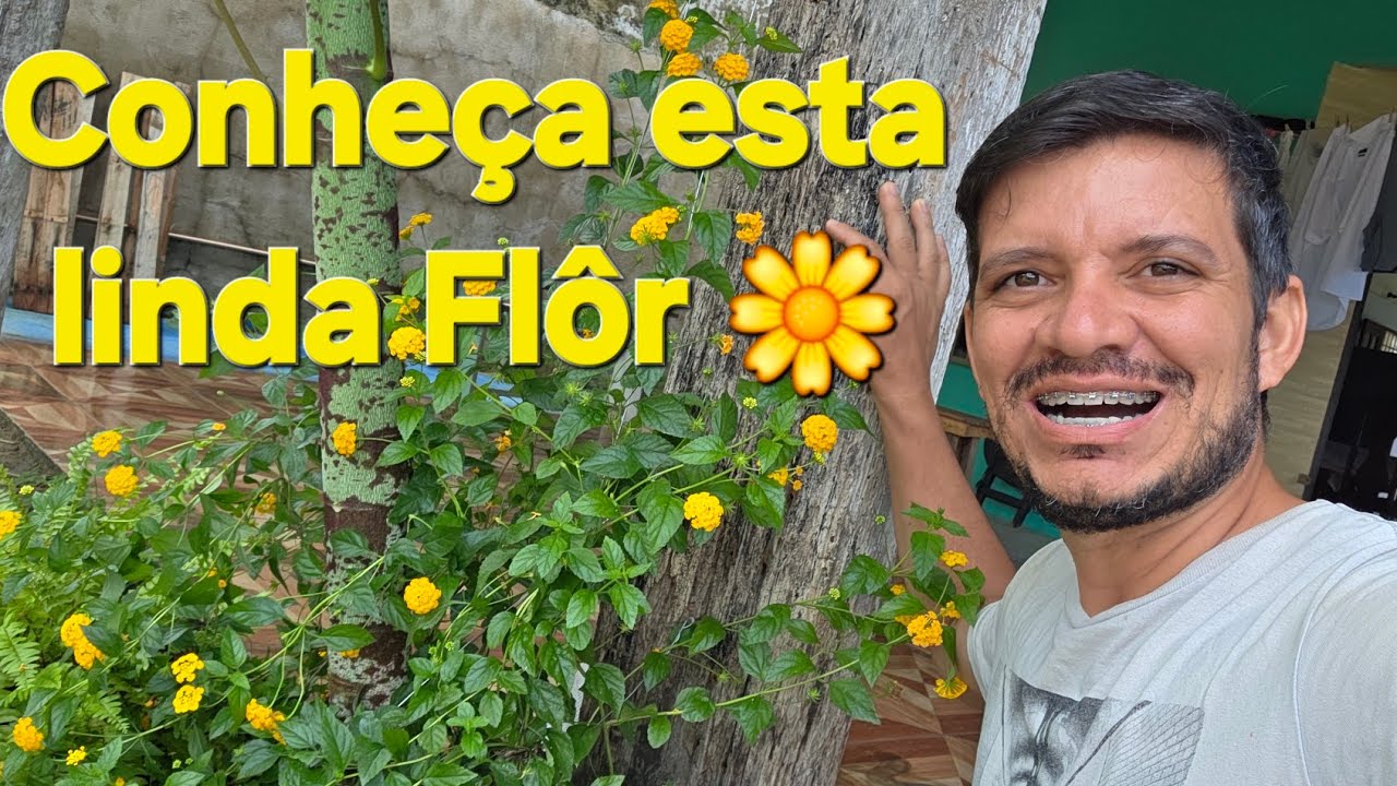 Como cultivar e fazer mudas da lantana 🌼