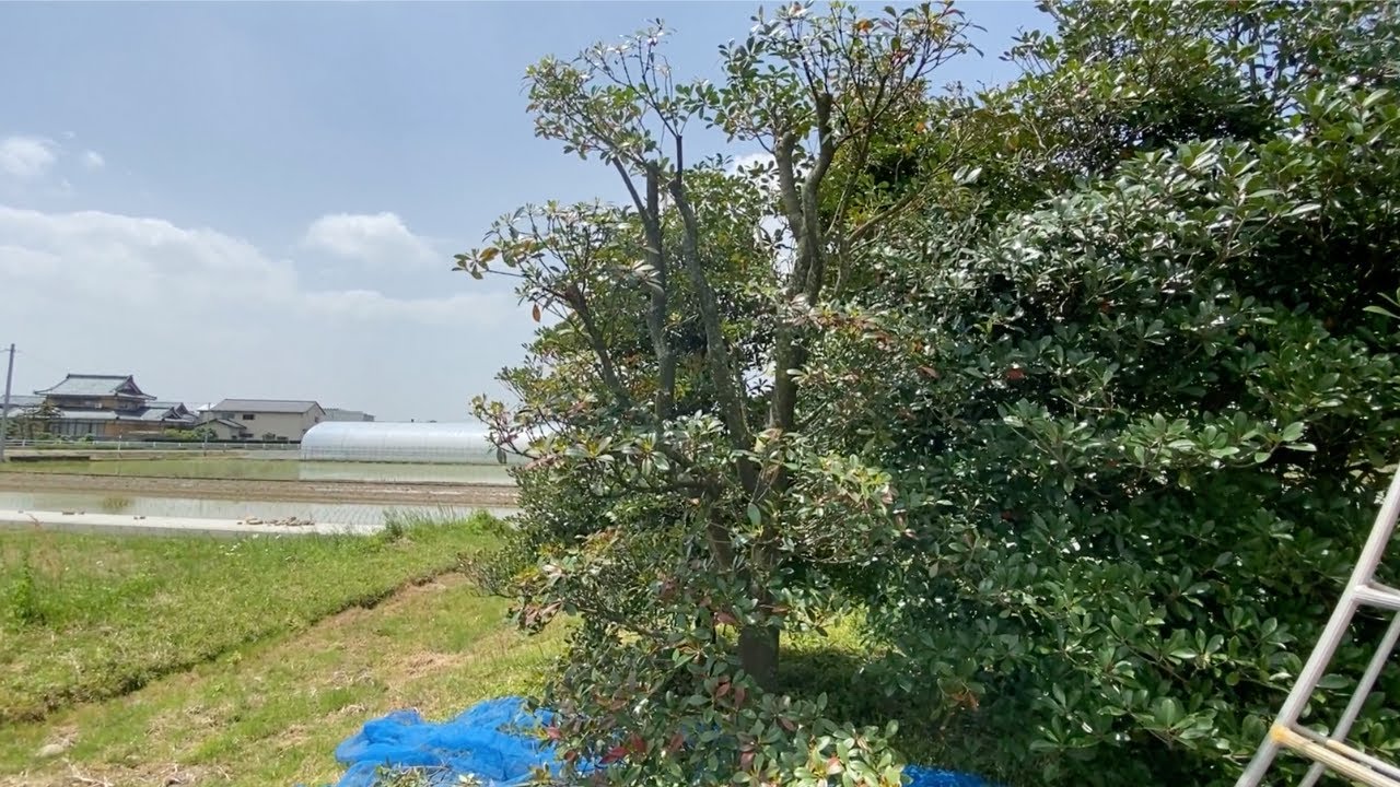 【モッコクの剪定】枝が長く伸びて枝が混んで大きくなったモッコクの剪定方法紹介します！ 