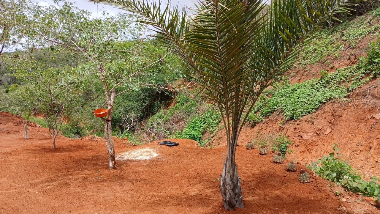 Paraíso dos pássaros,Sitio GN 