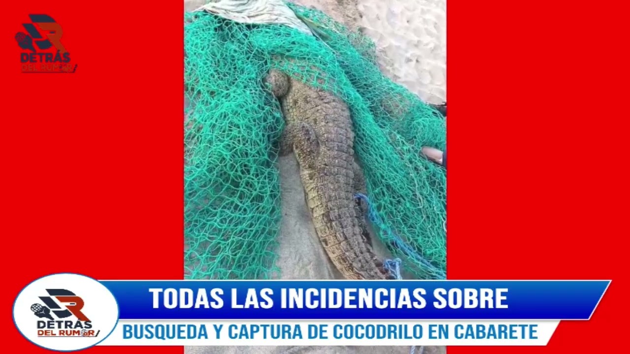 BÚSQUEDA Y CAPTURA DE COCODRILO EN CABARETE