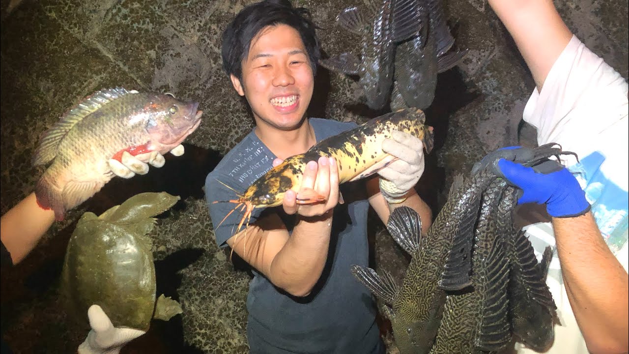 沖縄から生き物を持ち帰る方法を紹介します