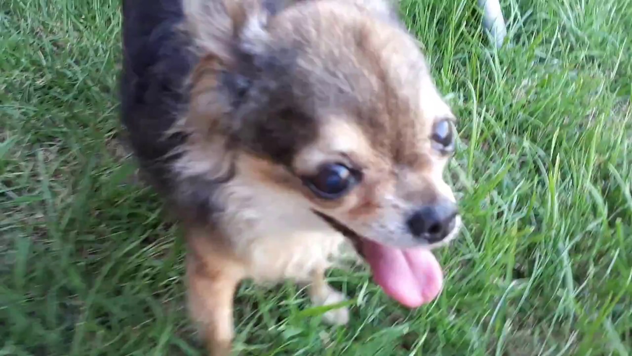 Happy Angry Chihuahua - Part1