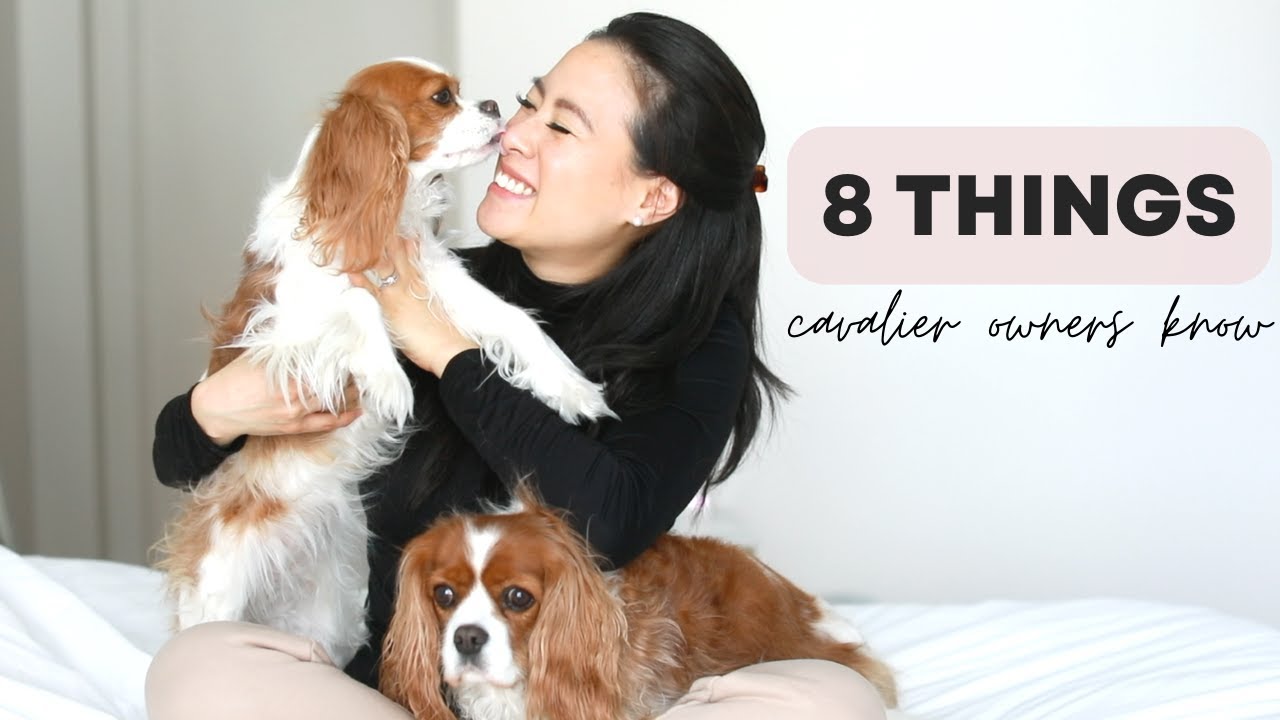 8 вещей, которые знают владельцы Cavalier King Charles