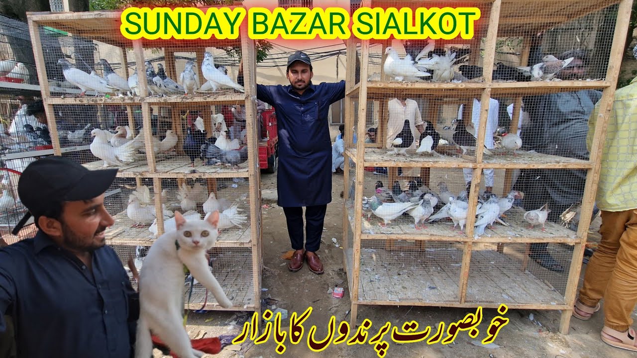 Sialkot Sunday Birds Market Latest Price Update 2023🦜🦚