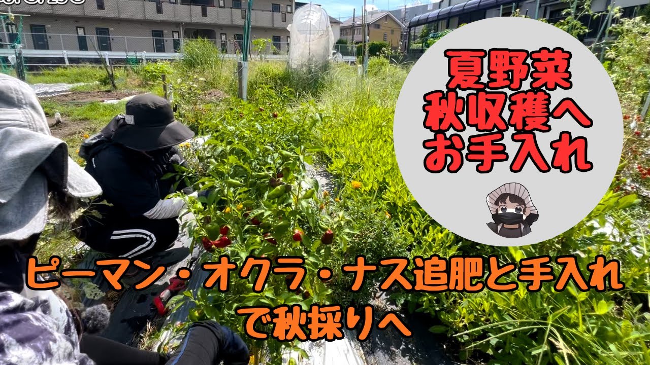 秋に採る為の夏野菜の追肥とお手入れやりました。【オクラ】【ピーマン】【ナス】【家庭菜園】