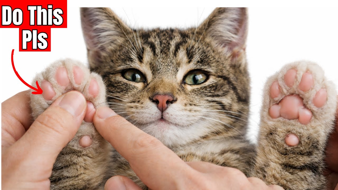 18 Things Cats Secretly LOVE &mdash; Only 1% Owners Ever Do These