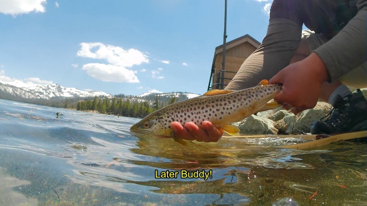 Eastern Sierras Brown Trout Fishing on Shore Caples Lake