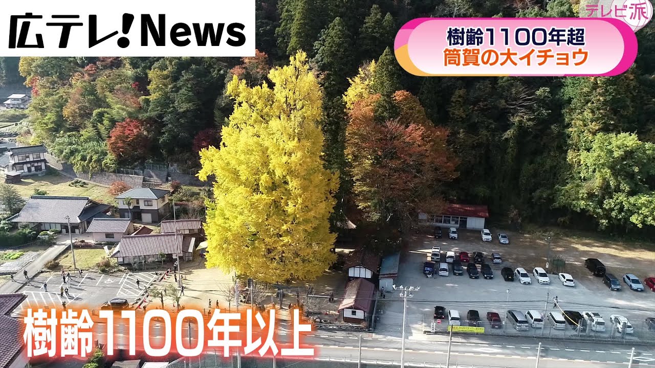 【筒賀の大イチョウ】樹齢１１００年以上　見頃迎える