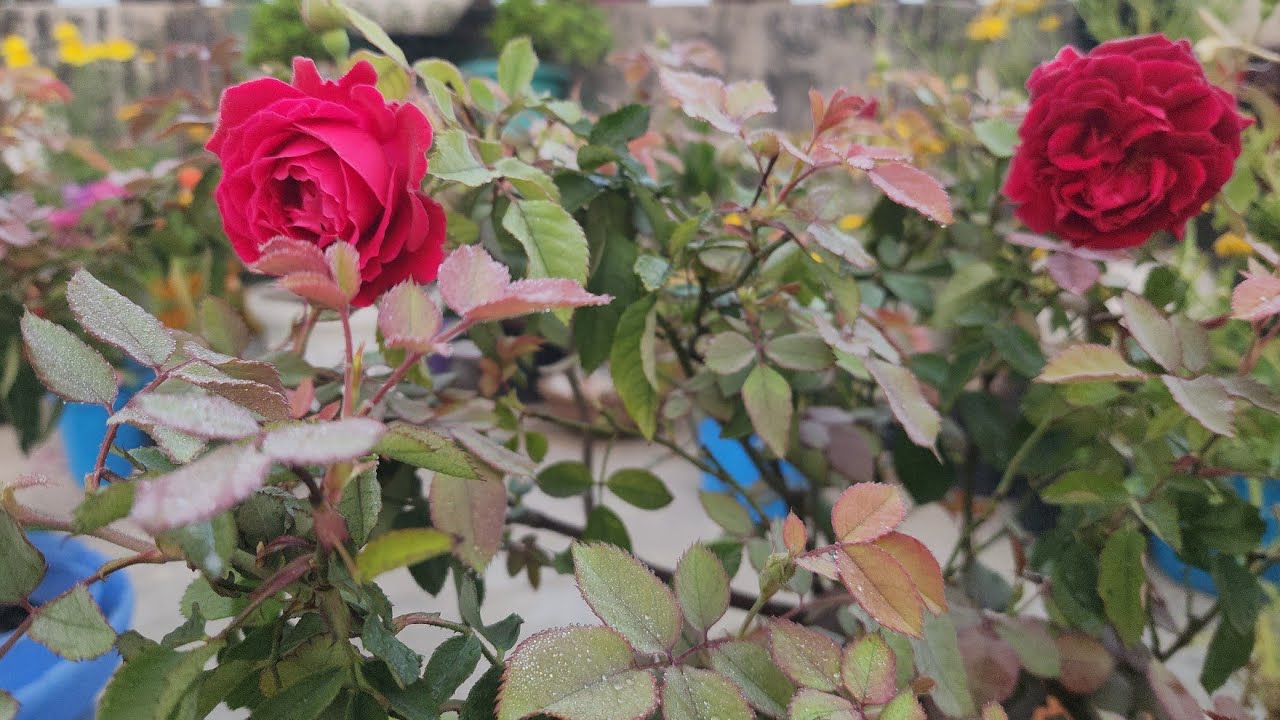 मार्च में गुलाब पर नयी ग्रोथ और अनगिनत कलियां फूल पायें !! ये काम करे Rose plant flowering 