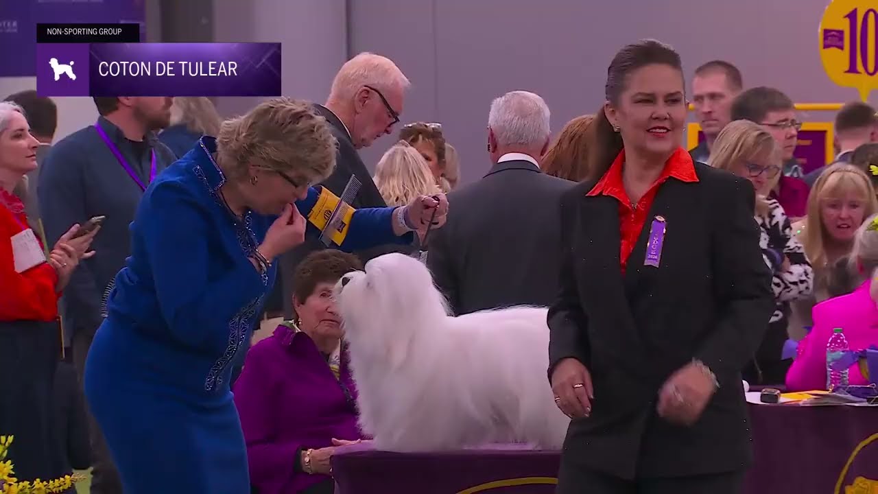 Cotons de Tulear | Breed Judging 2026