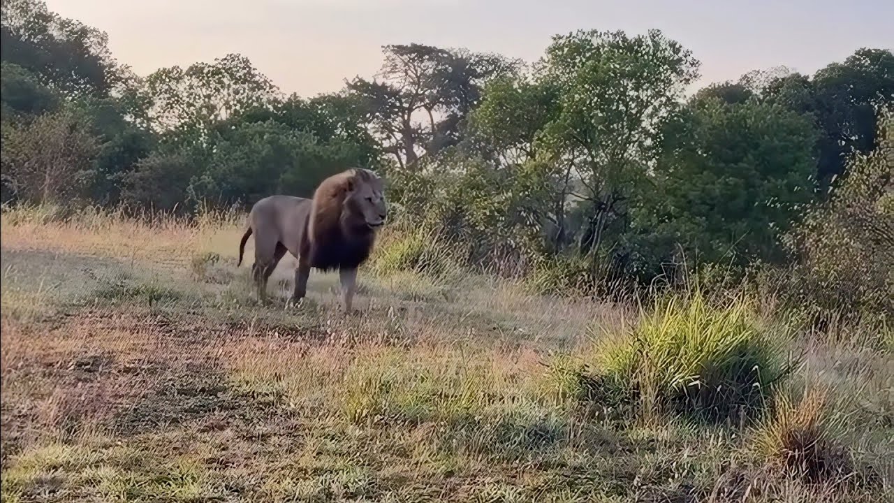 Male lion easily submits to this bigger dominant Male lion