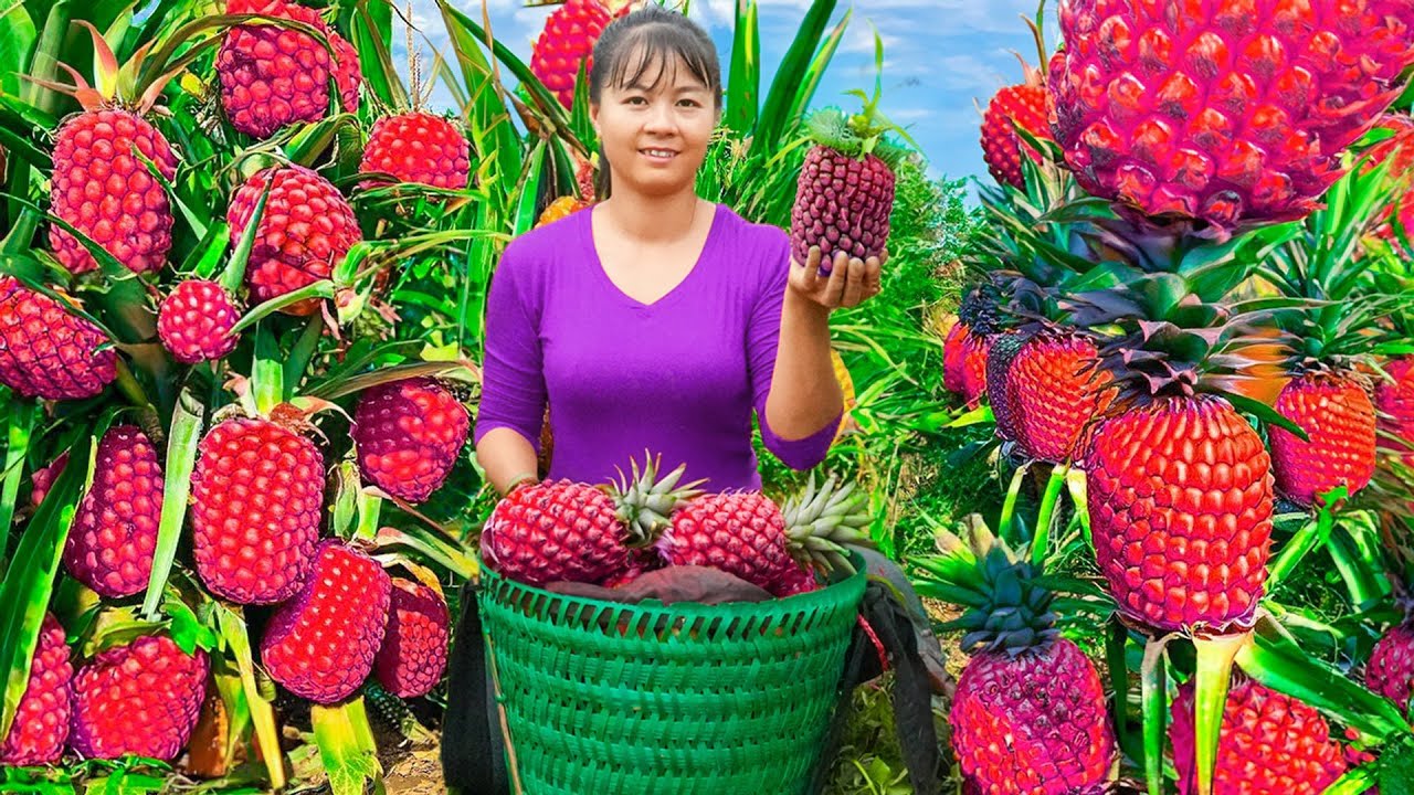 Harvesting Pineapple Goes To Countryside Market Sell - Sow spinach seeds | New Free Bushcraft