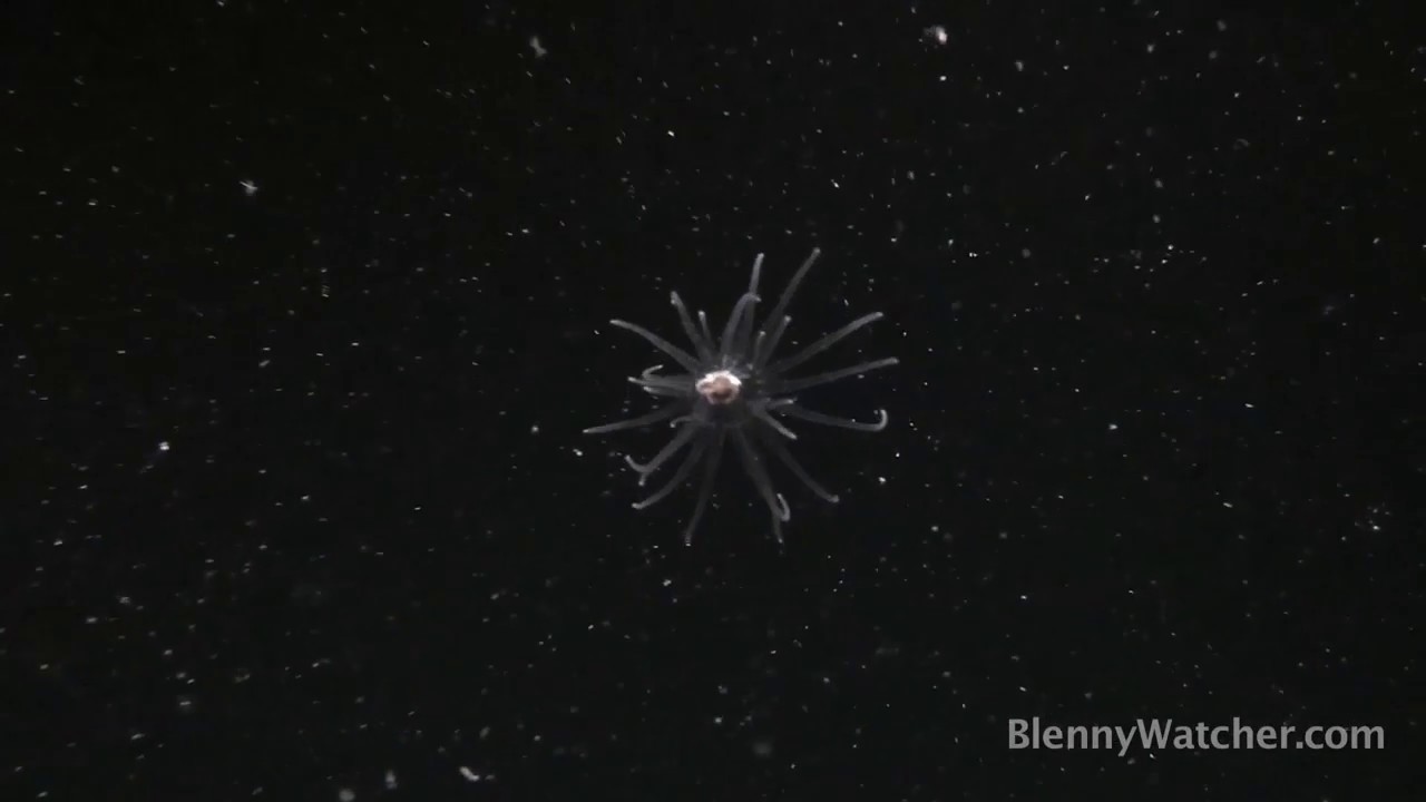 Night Drifters - Plankton - from BlennyWatcher.com
