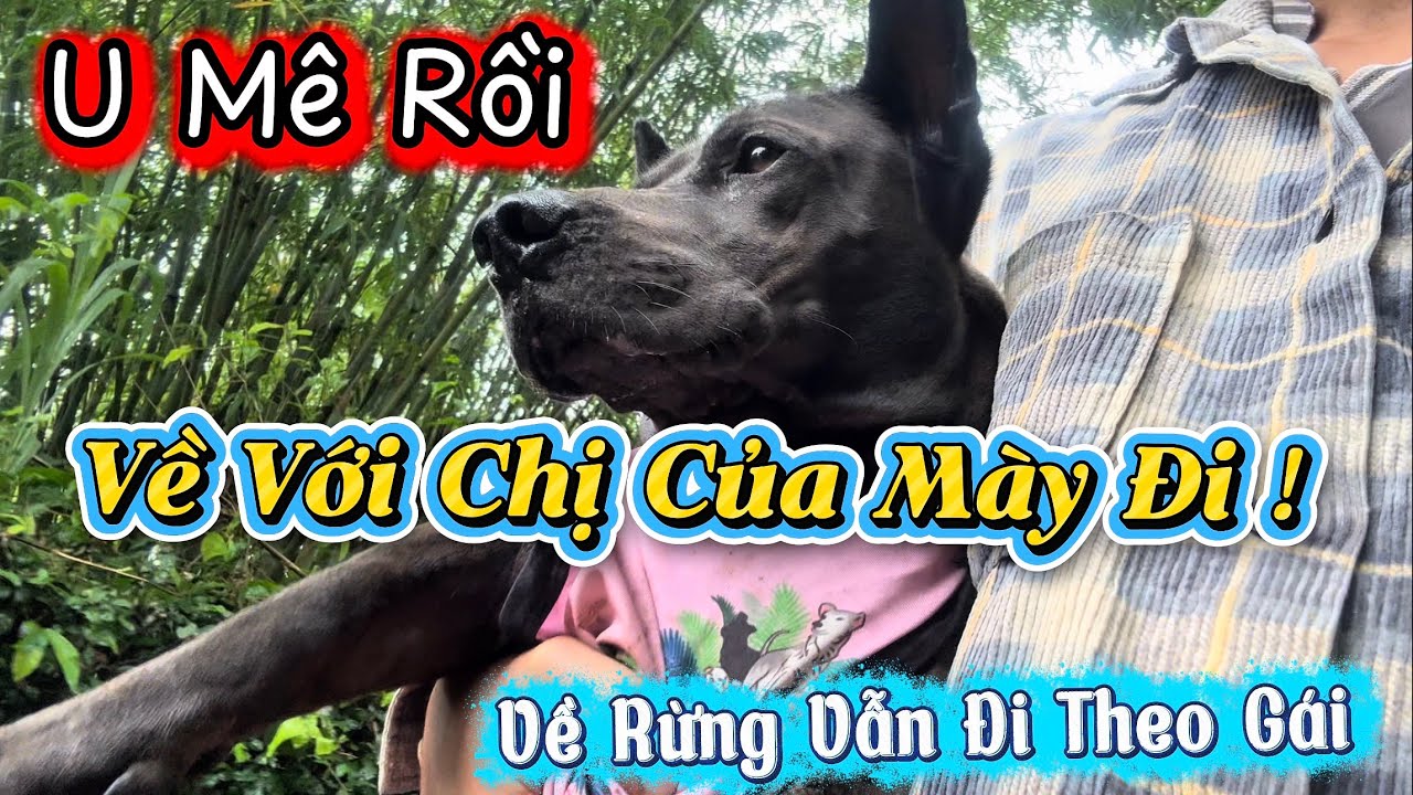 Moi Moi Về Rừng Nhưng Vẫn U Mê Bỏ Nhà Đi Theo Gái Bị Sen Đuổi Về Với Chị Sen